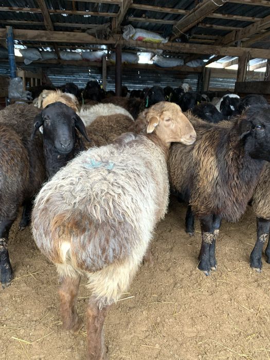 Тоқты,қой тиімді бағада