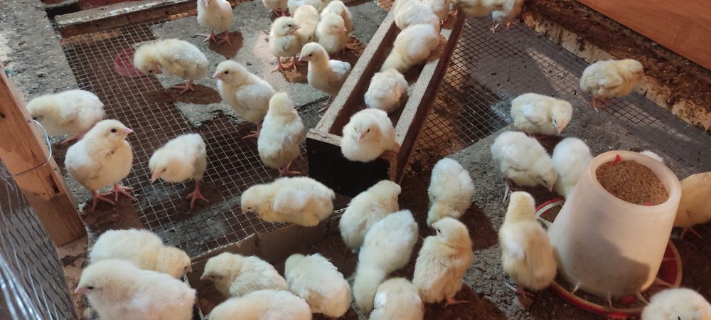 Продам цыплят бройлеров