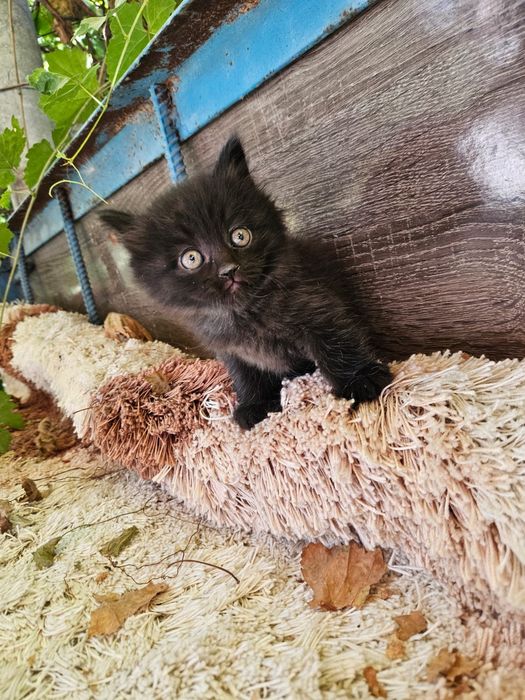 Очень красивые котята