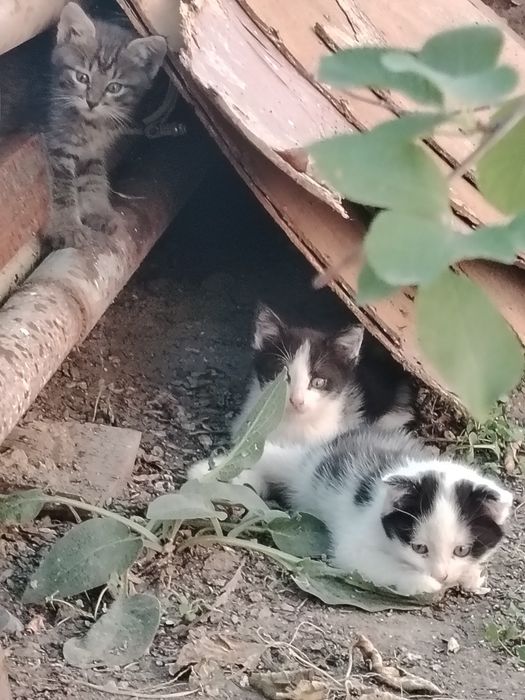 Отдам котят в добрые руки