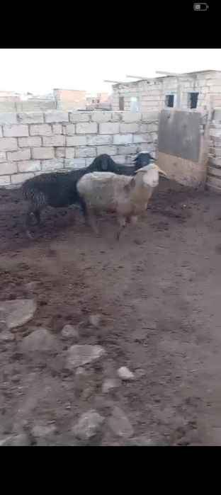 Буаз қойлар сатылады