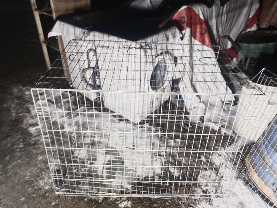 Вольер для собак и птиц