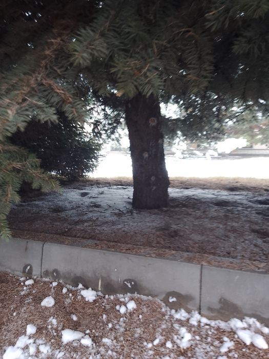 Ель голубая. Взрослая