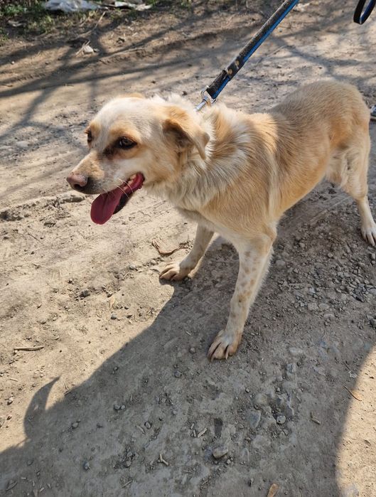 Собака  супер добрейшая , ищем хозяина