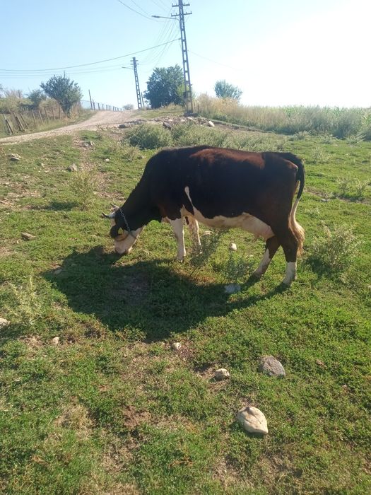 Vînd două vaci una în luna a noua și una cu lapte