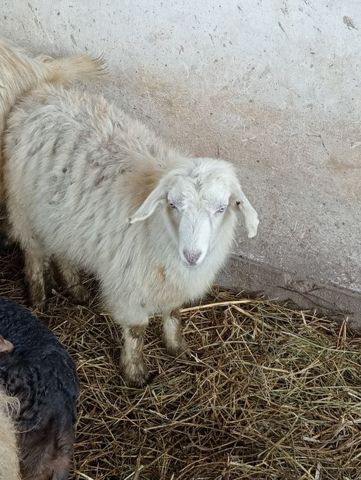 Семіз шібіштер,тоқтылар сатылады.