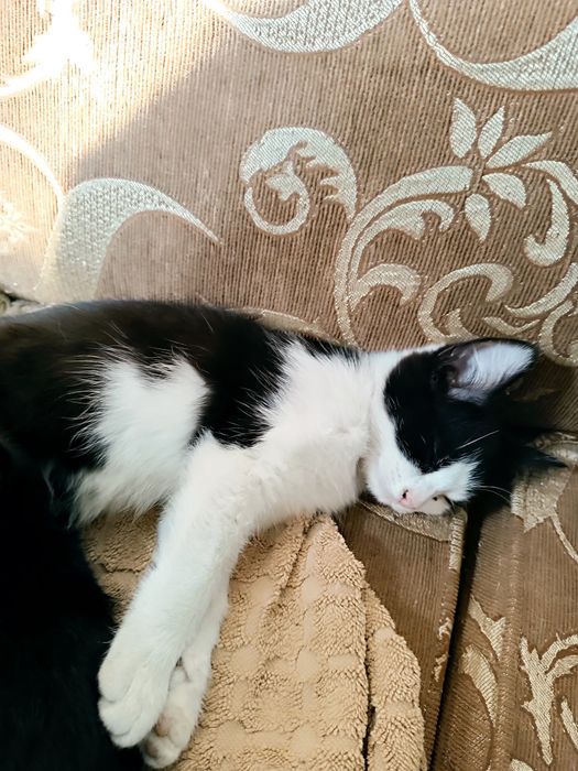Отдам котят в добрые руки