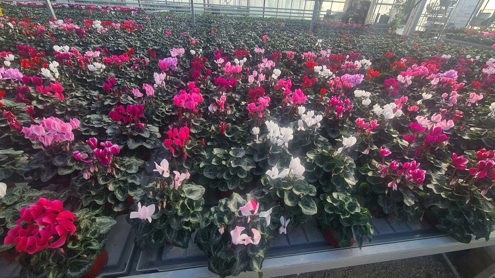 Цветя иглика циклама зюмбюл карамфил виола