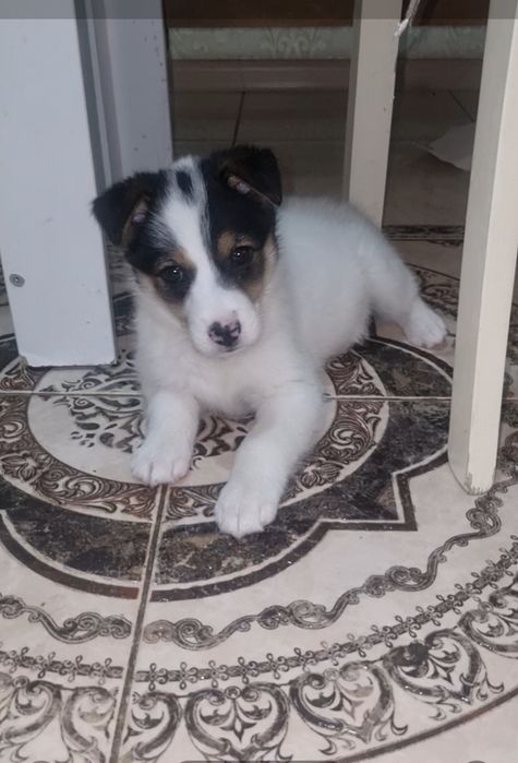 Шкода ищет мампап. Доставлю!