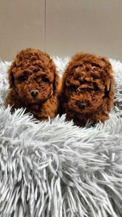 мъжки и женски кученца той пудел