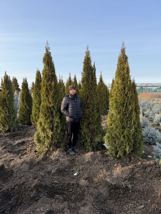 Туи смарагд пирамидальные