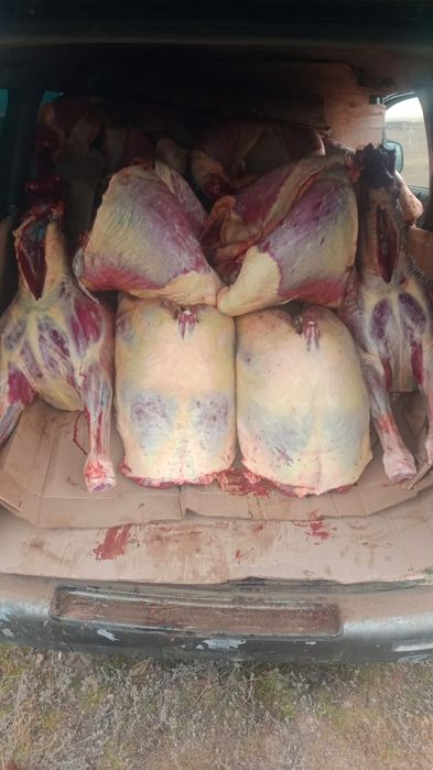 Мясо канина соғым жылқы еті