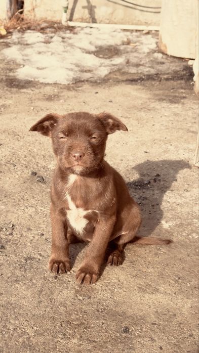 Продаю щенят девочек