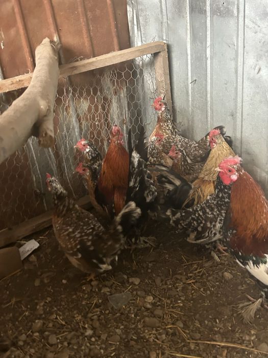 Gaini pitici si cocosi