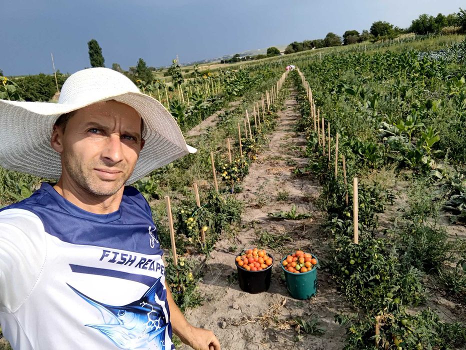 Roșii cherry F1 cu ciorchine și fara