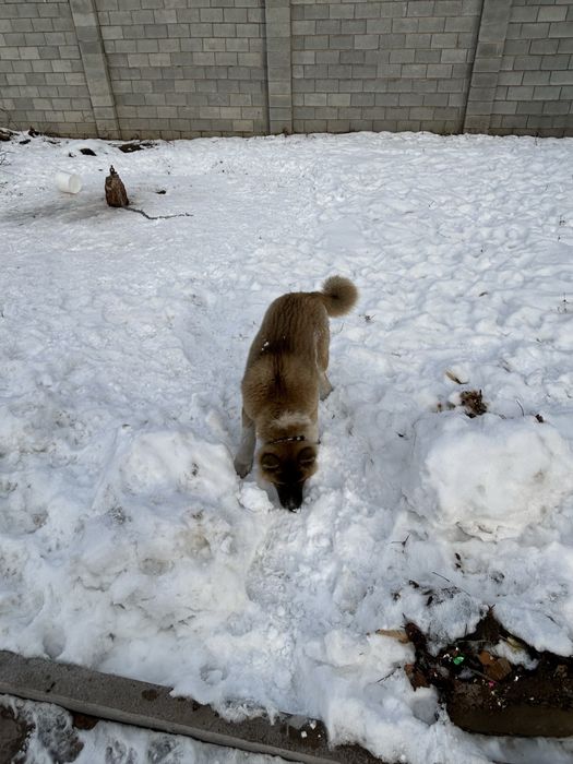 Продам акита ину 4 месяца