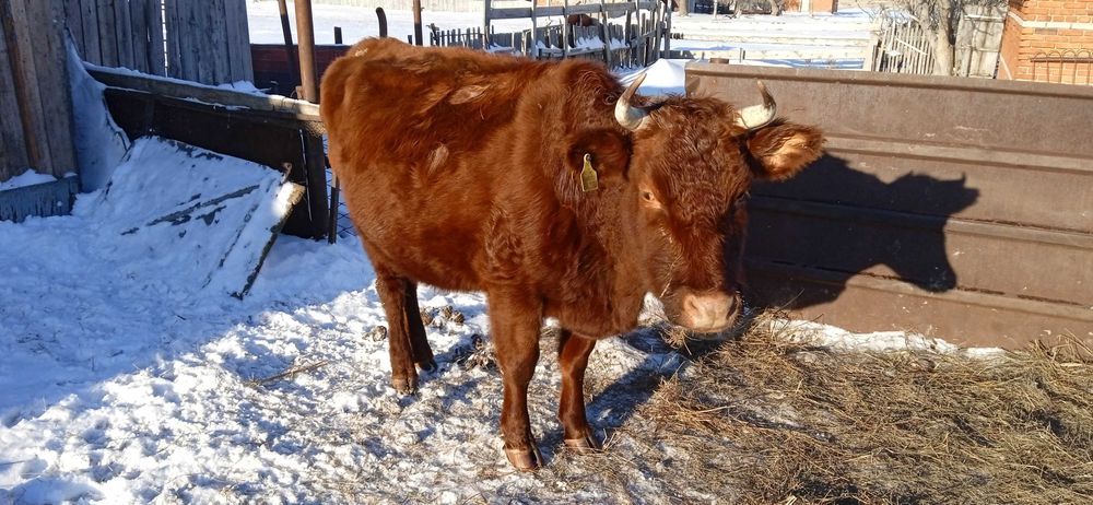 40 голов крс. телята. телки.