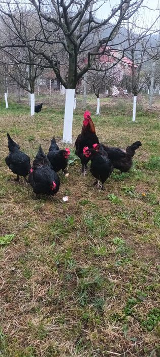 Găini familii de rasă
