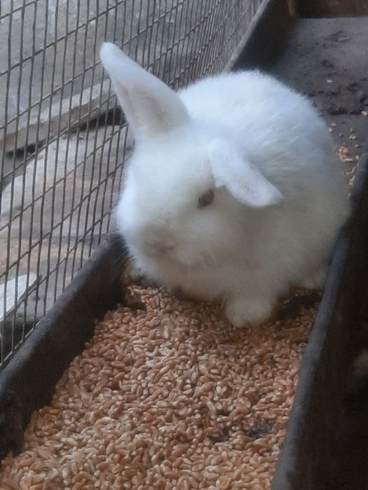 Holland Lop (mini)