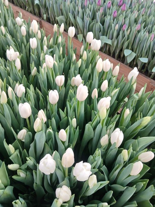 Тюльпаны в розницу предзаказ