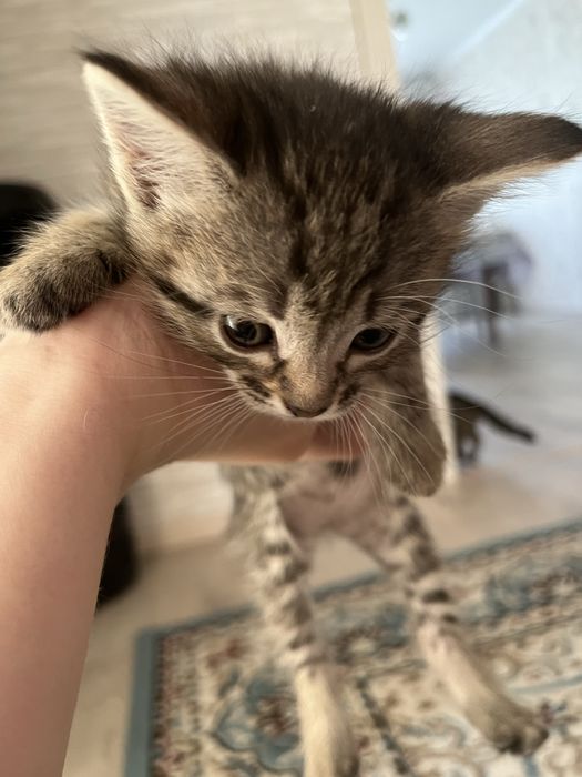 отдам котяток, уральск