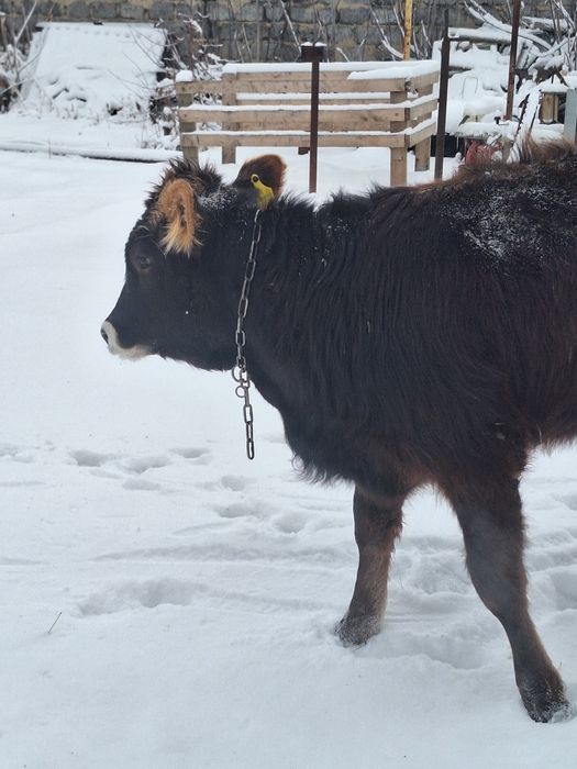 Продам тёлку аулаколь