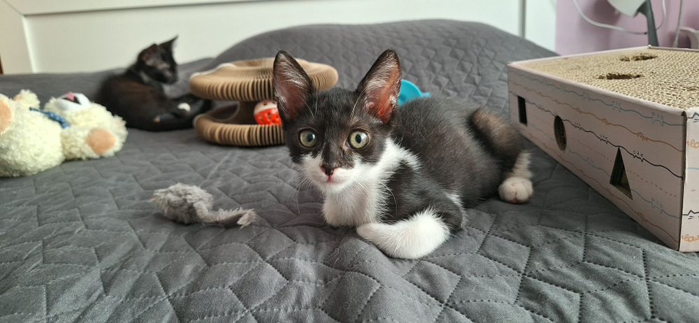 Подарявам мъжко котенце