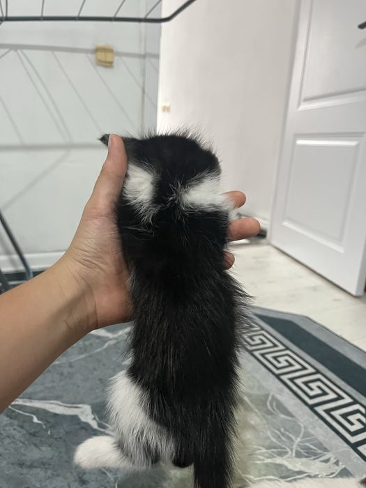 котенок прирученный к лотку