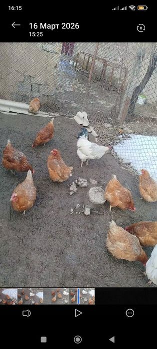 Продам или обменяю