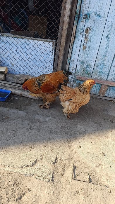 Брам атештер сатылады