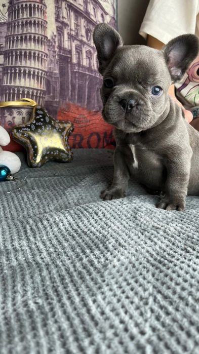 Французский бульдог