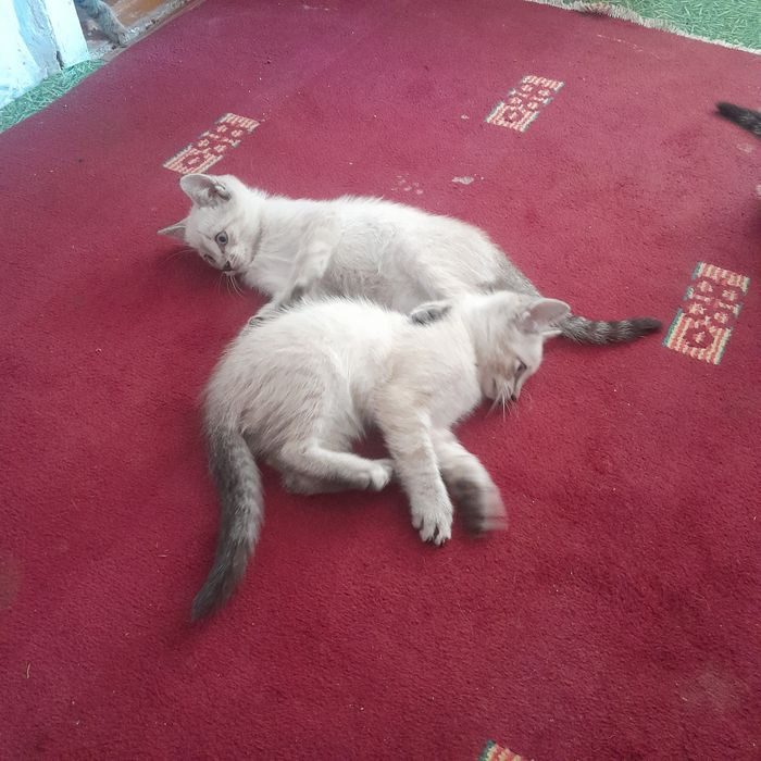 Котята бесплатно