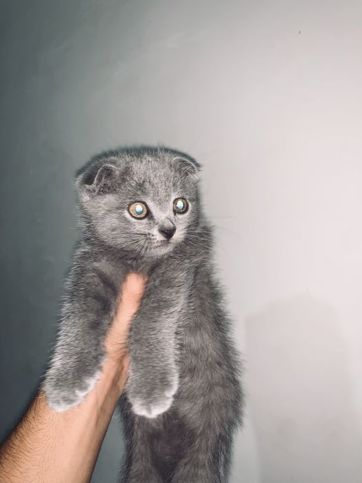 Скотиш фолд 2 ойлик