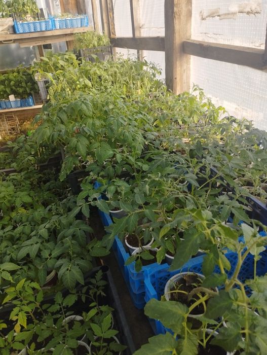 Продам рассаду помидор.доставка