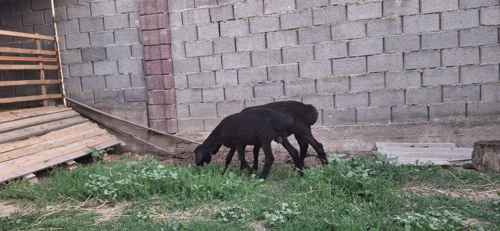 2 Қозы сатылады, 4 айлықтар