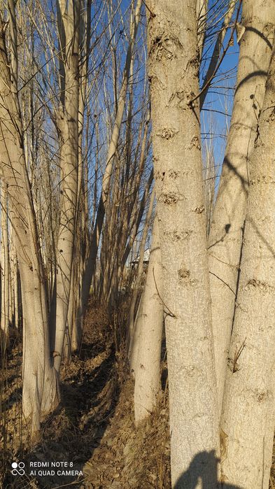 Калифорни терак сотилади нархини 20 000 Милон 70 туп бор