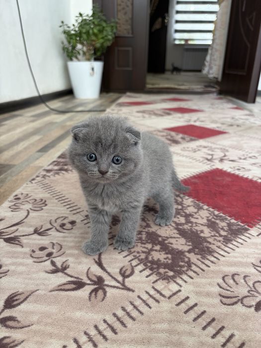 Скотиш фолд и Страйт Котята (Scottish Fold / Scottish Straight)