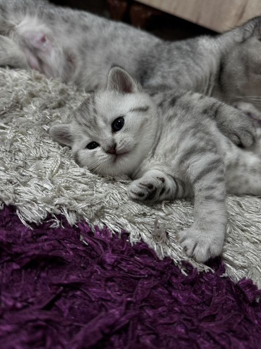 Британские котята