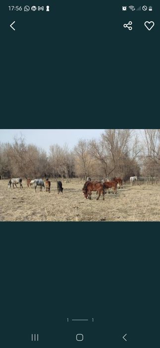 Продаются кобылы