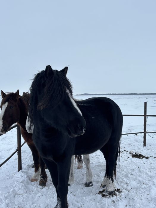 Продам Тяжеловоза