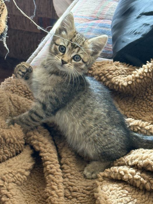 Милые котята в поиске дома