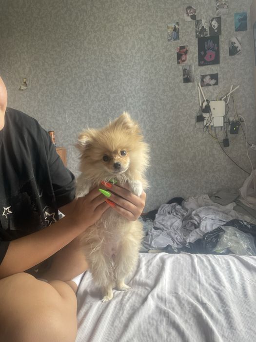 Продам щенка шпиц девочка