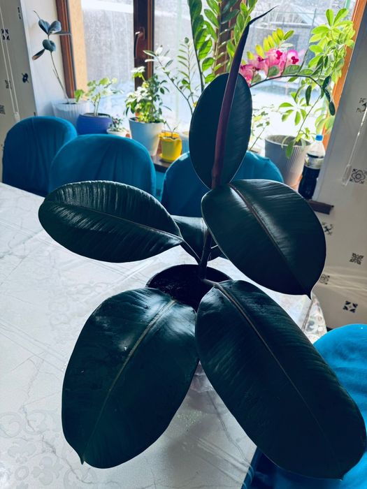 Цветы домашние есть всех свой цены