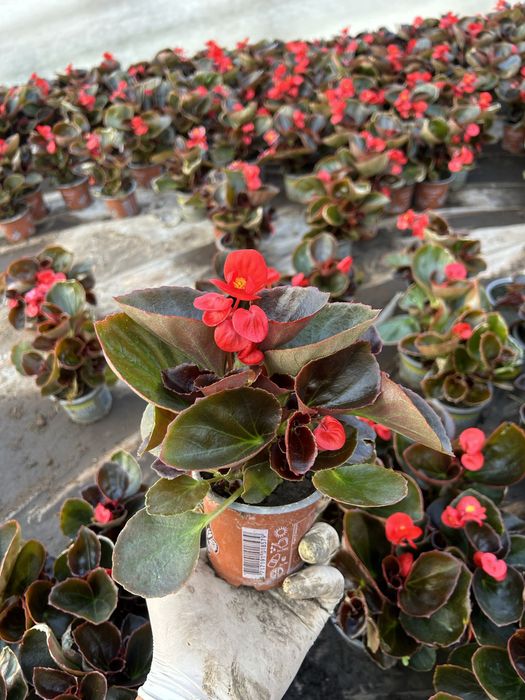 Flori de gradina: begonie, creiță, gura leului, verbena etc