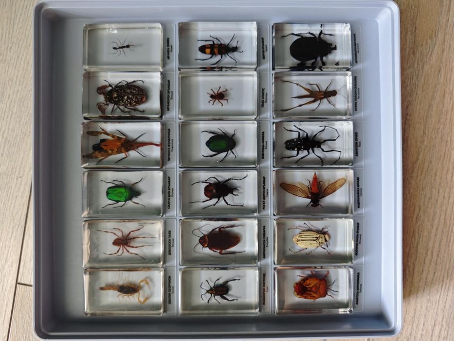 Колекция ,,Истински буболечки,,