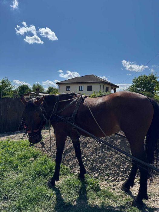 Vând iapa bună de muncă