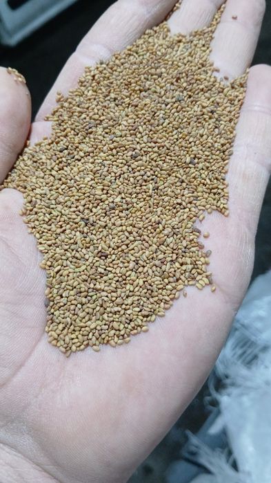 Vând sămânța de lucerna selectata