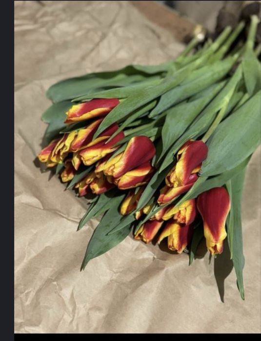 Тюльпаны Опт/Розница