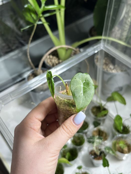 Продам деток алоказий