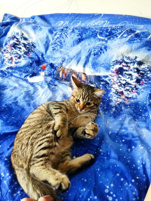 Отдам в добрые руки